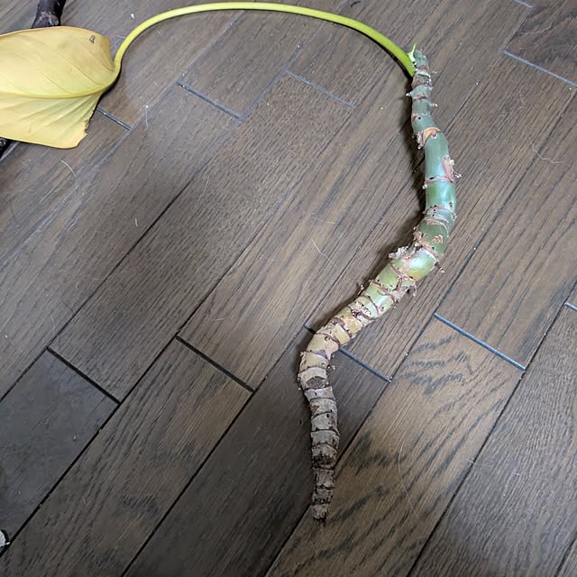 asaさんの実例写真