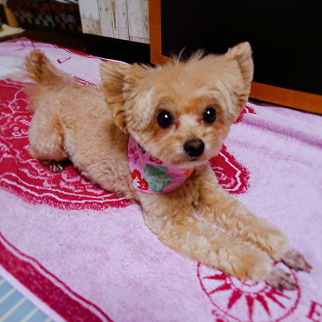 kikiさんの実例写真