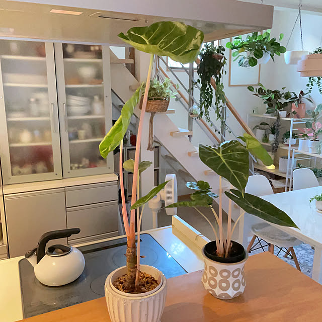chinaさんの部屋