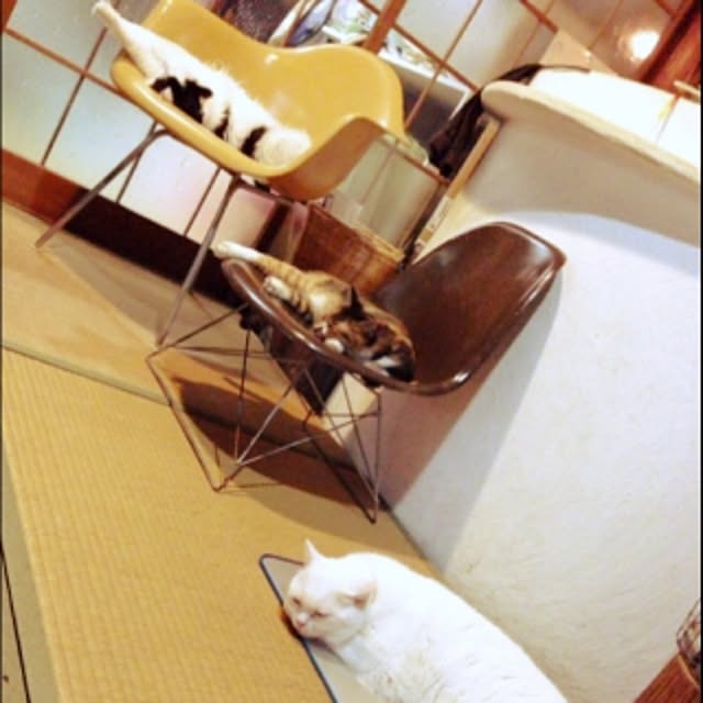 matatabi88さんの実例写真