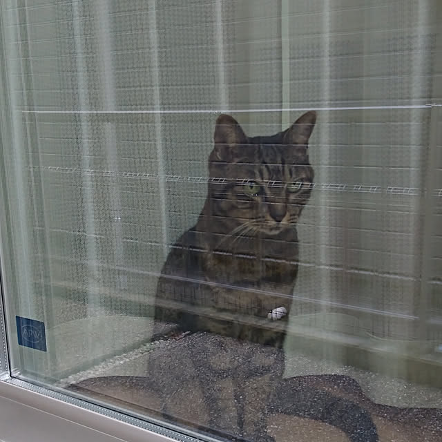 aisuさんの実例写真