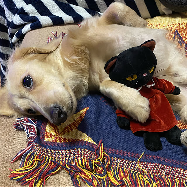 uninekoさんの実例写真