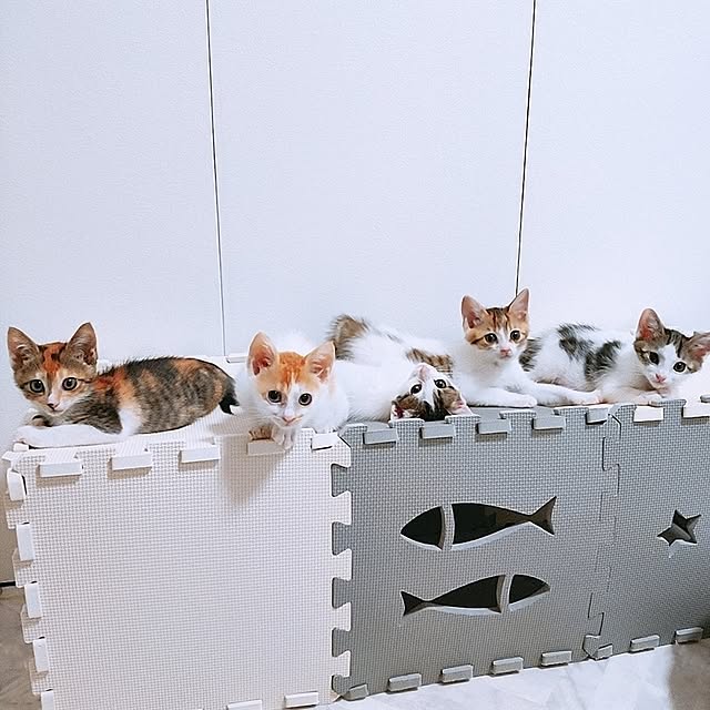 部屋全体/猫と暮らす家/ねこと暮らす/ねこのいる日常/保護猫...などのインテリア実例 - 2023-06-29 19:43:29