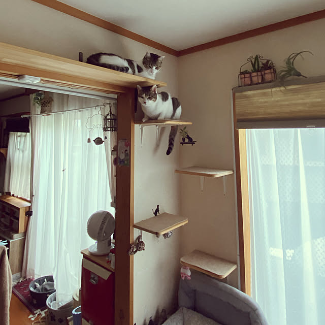 Lufuさんの実例写真
