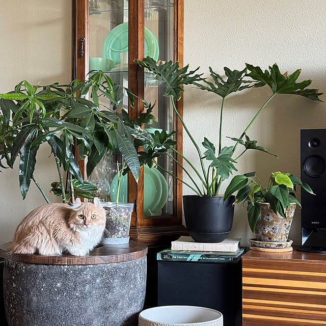 Tomokoさんの実例写真