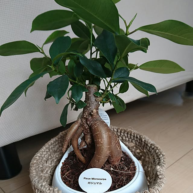 ranai6さんの実例写真