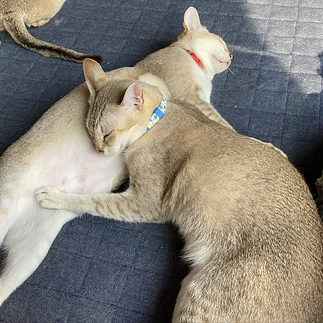 mokurenさんの実例写真