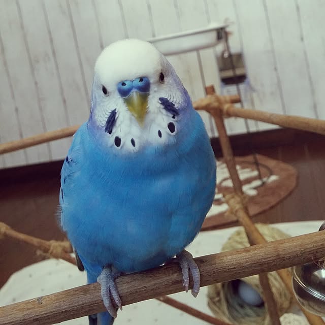 opiopiopiさんの実例写真