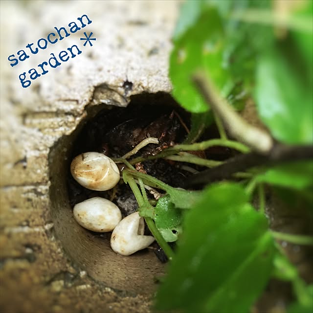 satochanさんの実例写真