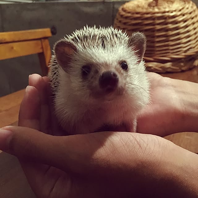 saokoさんの実例写真