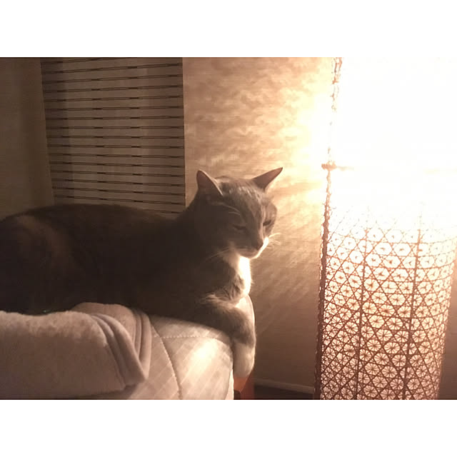 amaneさんの実例写真