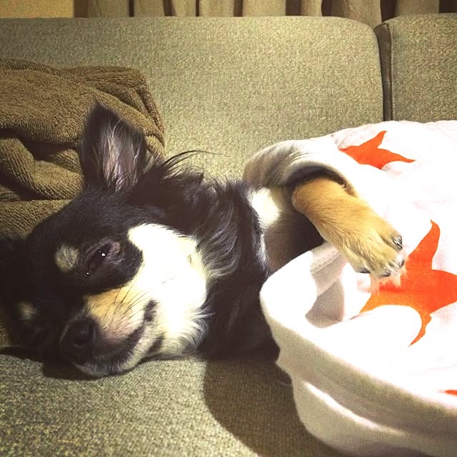 実例写真