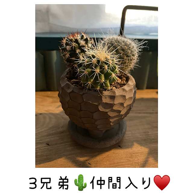 mkk8739hanasakuさんの実例写真