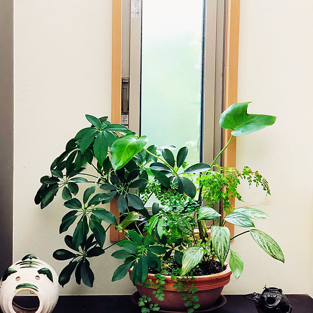 miyumamaさんの実例写真