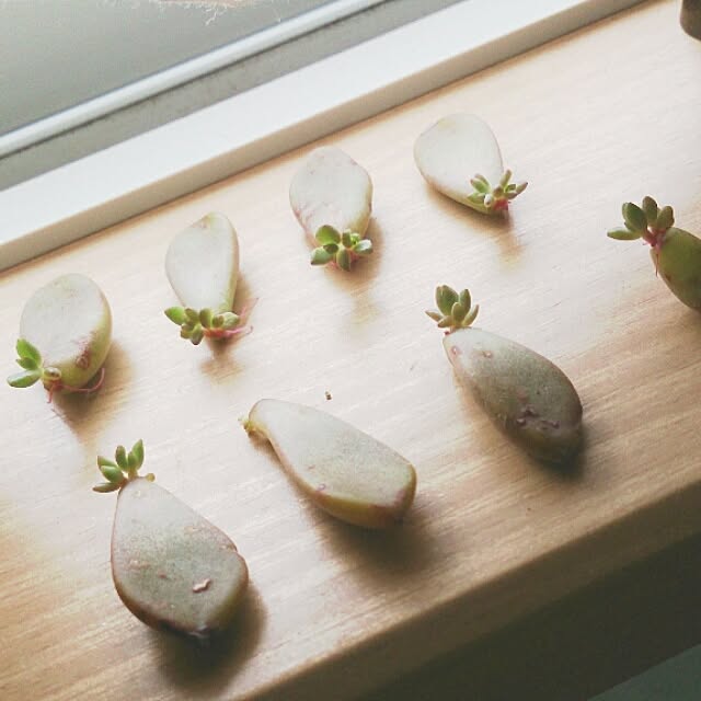 soraさんの実例写真