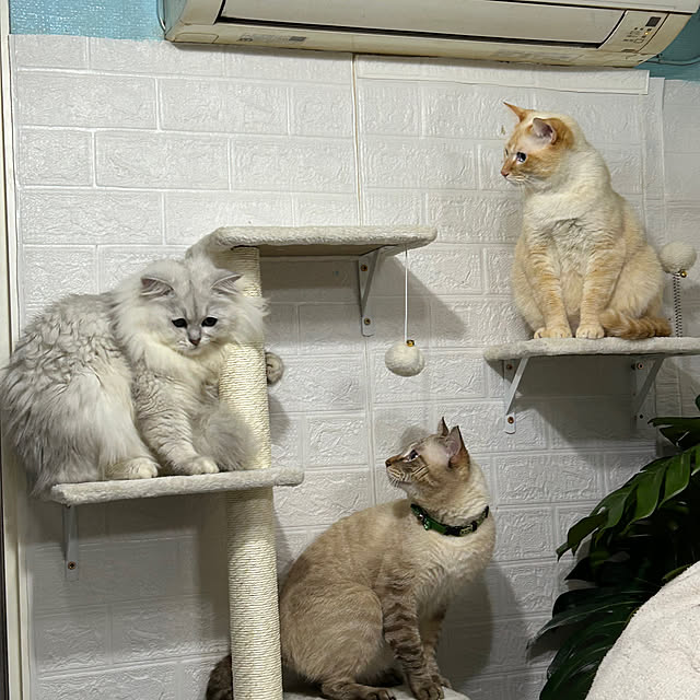 ikunyanさんの実例写真