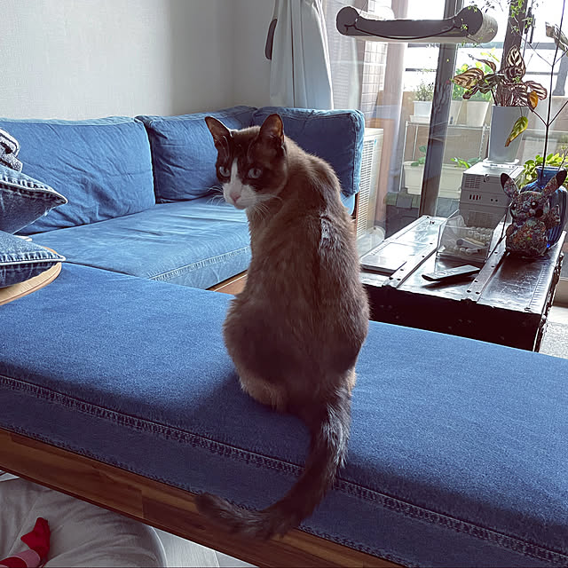 muuさんの実例写真