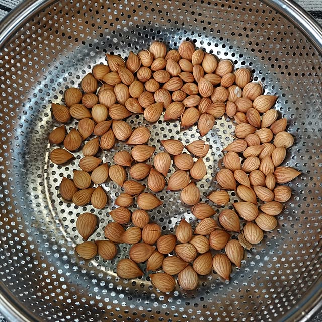 salacocoさんの部屋