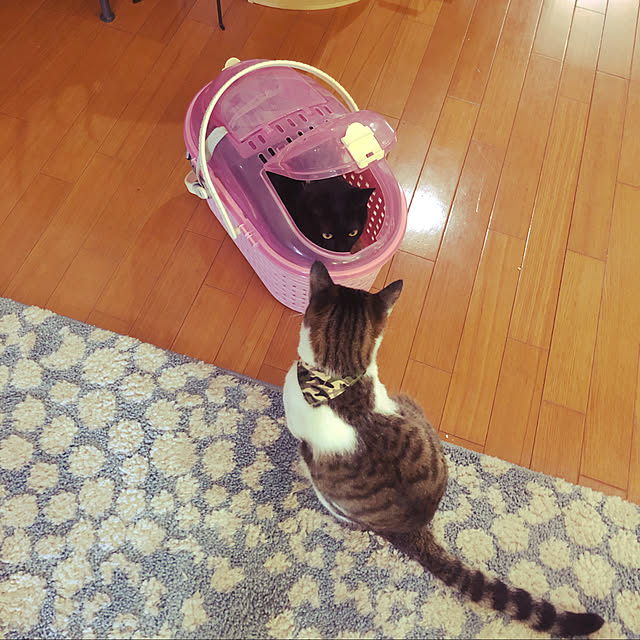 jijiさんの実例写真
