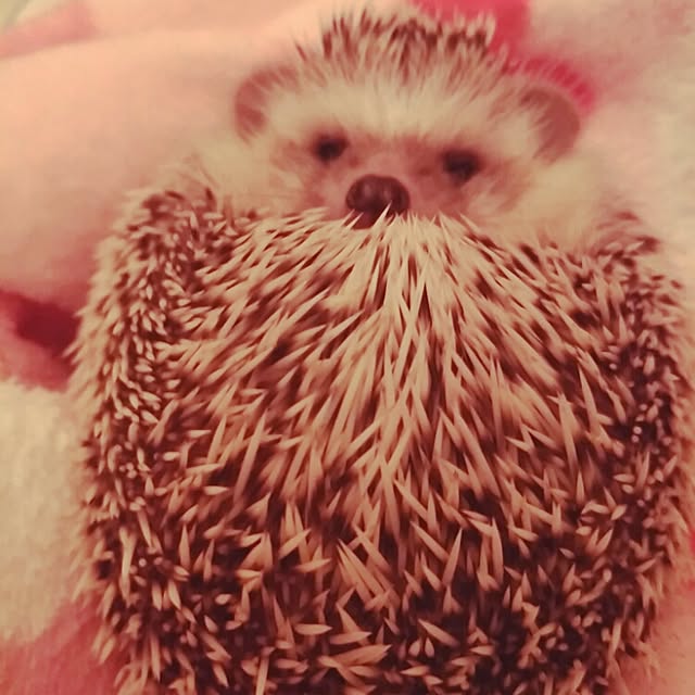 kuruさんの実例写真