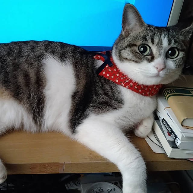 sakai0531cさんの実例写真