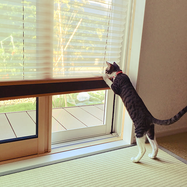 ippu0303Karinさんの実例写真