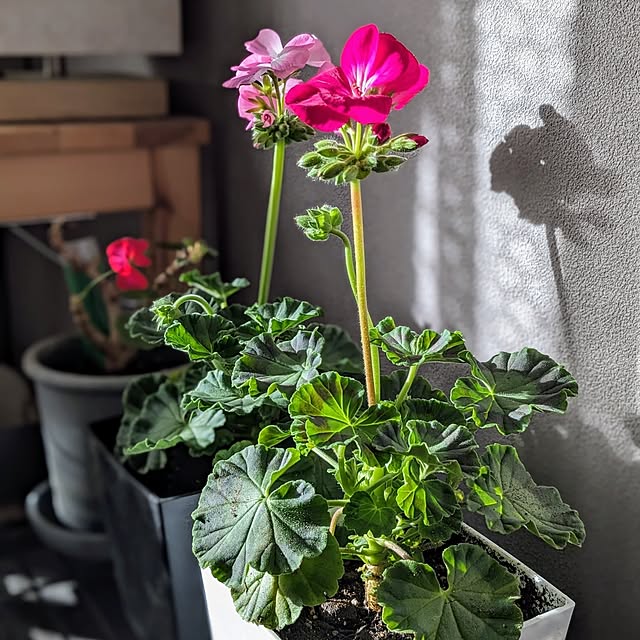 reeさんの部屋