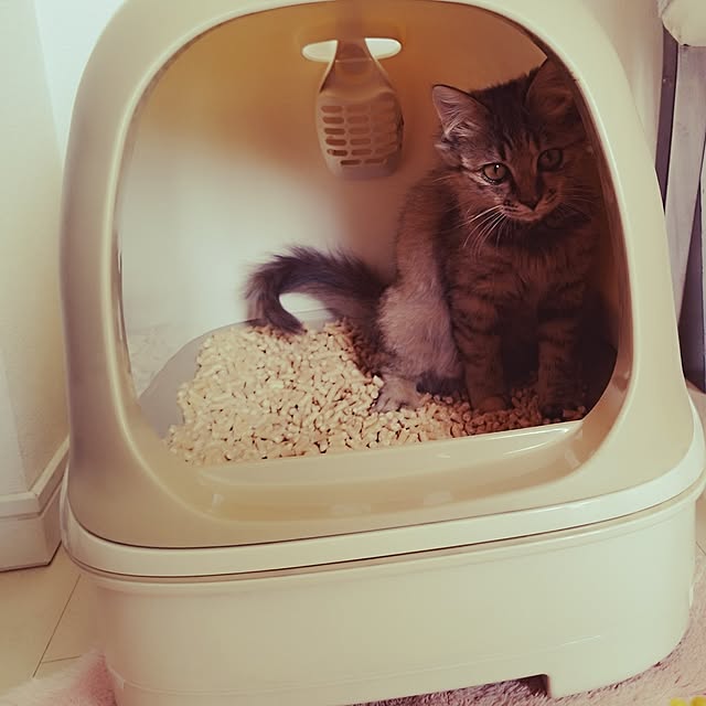 chacoさんの実例写真