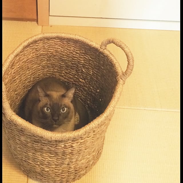 shienaさんの実例写真