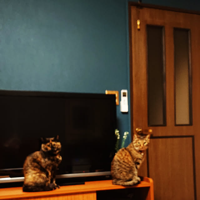 tyunaさんの実例写真