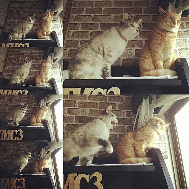 Chieさんの実例写真