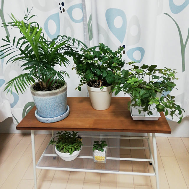 棚/観葉植物のインテリア実例 - 2019-10-14 20:53:18