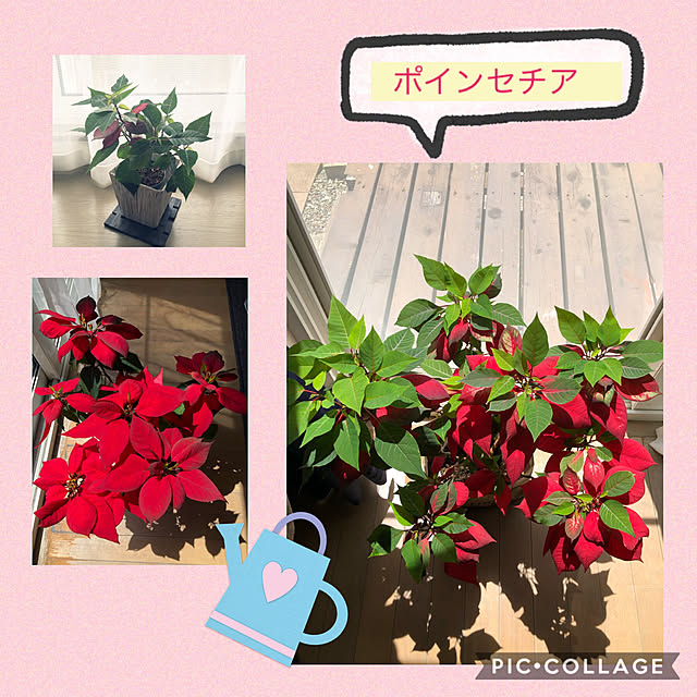 borettaさんの実例写真
