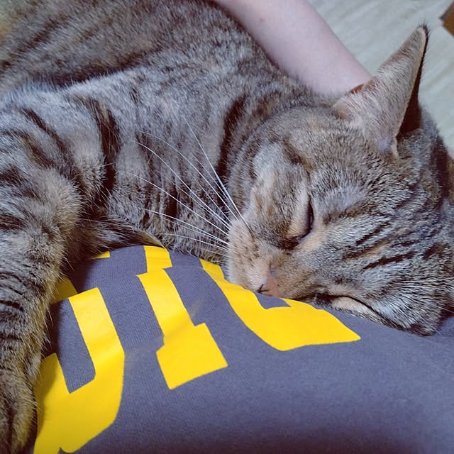runaさんの実例写真
