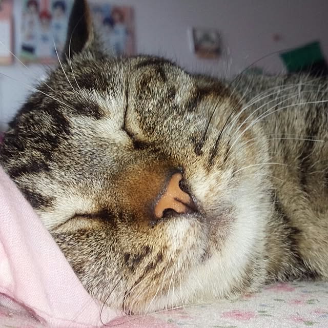 maoshinさんの実例写真