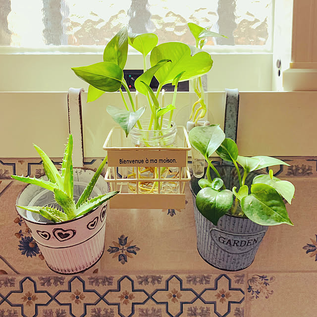 観葉植物/観葉植物のある暮らし/バス/トイレのインテリア実例 - 2023-04-05 13:31:40