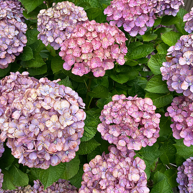 紫陽花剪定しました/紫陽花(赤紫色)/晴れ31℃/義父&母の介護してます/蒸し暑いですね...などのインテリア実例 - 2023-07-07 22:20:59