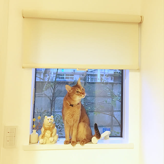sakineko528さんの実例写真