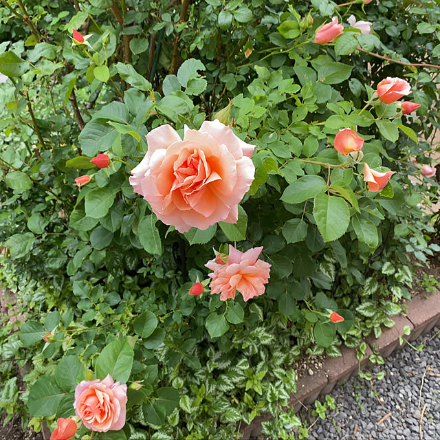mintochanmamaさんの実例写真