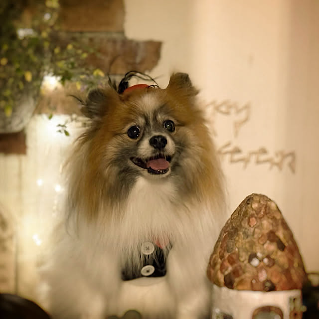 yumirilさんの実例写真