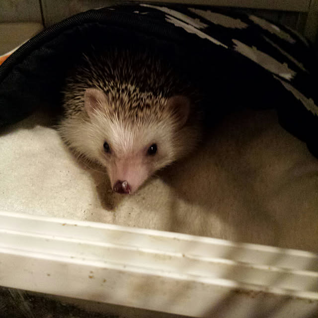 MINIさんの実例写真