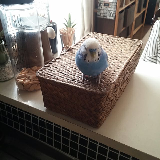 opiopiopiさんの実例写真