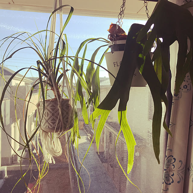 観葉植物/雑貨/ナチュラル/リビングのインテリア実例 - 2020-02-28 07:37:41