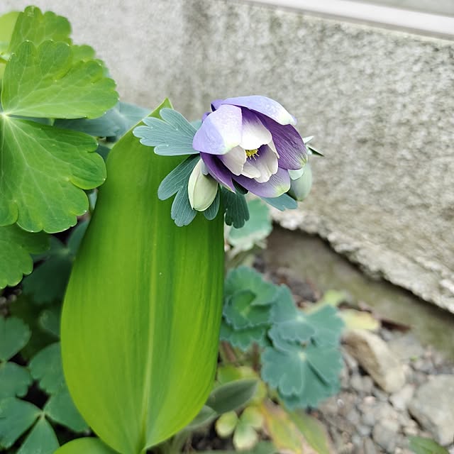 kiraさんの部屋