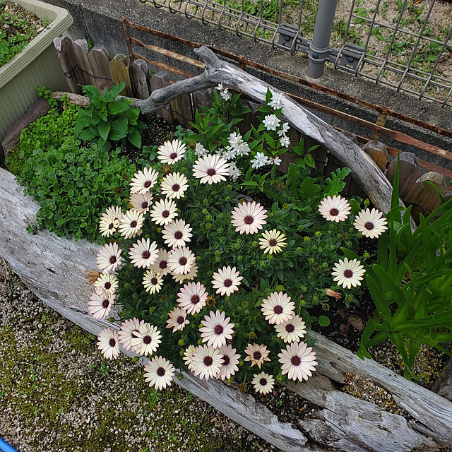 masarinn.さんの実例写真