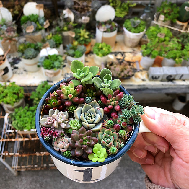 coraruさんの実例写真