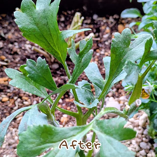 mi-saさんの部屋