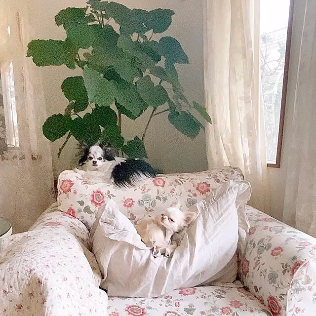 marrococoさんの実例写真