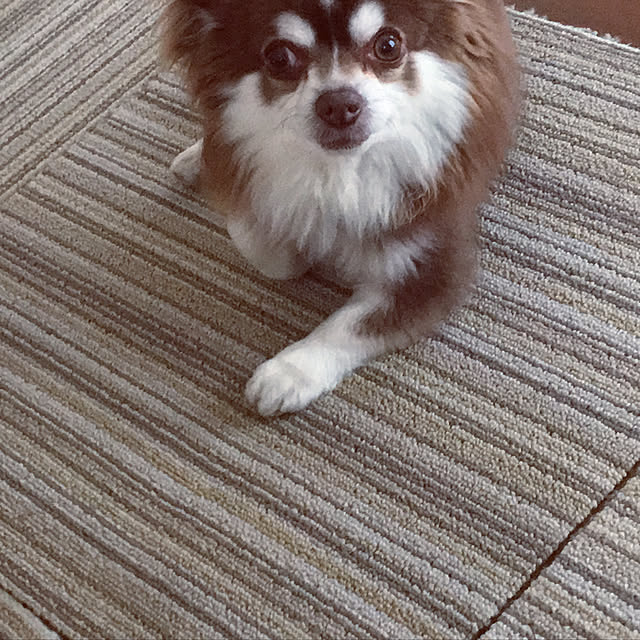 chIoeさんの実例写真