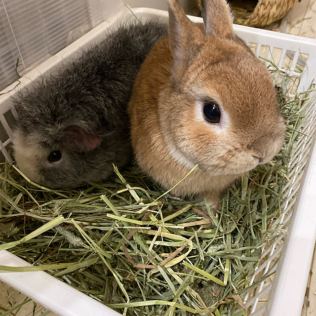 LaLaさんの実例写真